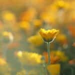 Ringelblume