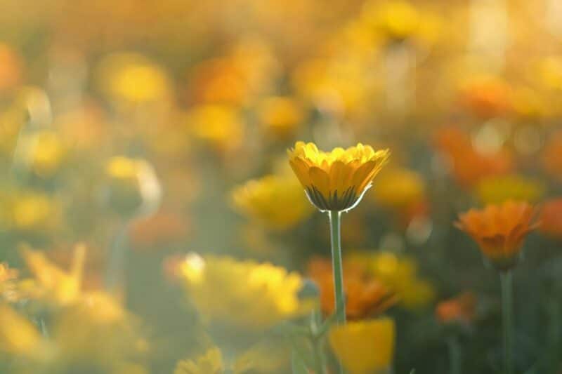 Ringelblume