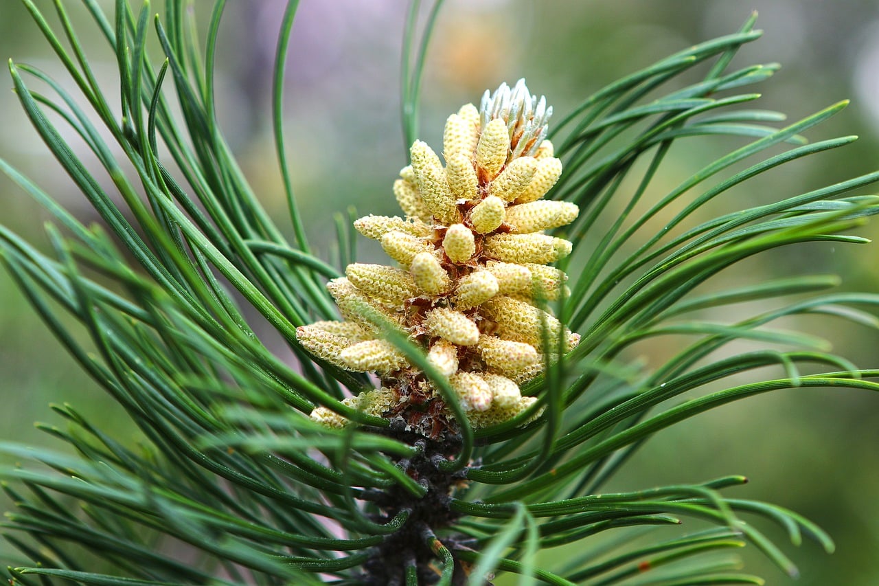 Gesundheitspäckchen 2026 – Bild 6