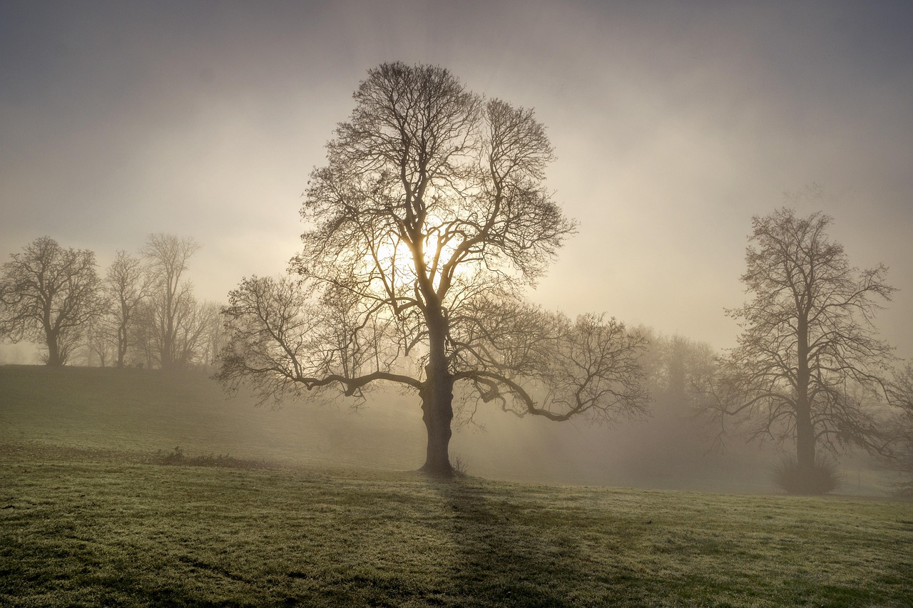 Set der 5 ätherischen Öle für den Alltag
